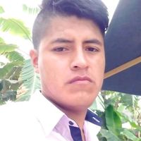 cedropampinodeoro