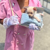 cutestteacup_p