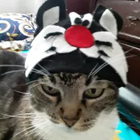 Me parece que vi un lindo gatito