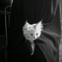 оригинальный звук