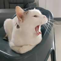 เสียงต้นฉบับ - นางงาม สามสี