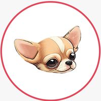 chihuahuasdulcecompania