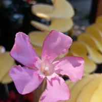 original sound - abdulrrazak__firdevsi