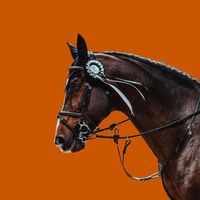 s.k_equine_photography