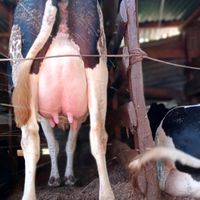 original sound - Robert Kinuthia