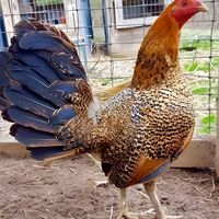araelrivas8
