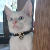 gatosfofos27
