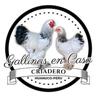 gallinas.en.casa