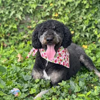 original sound - afarles