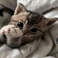 оригінальний звук