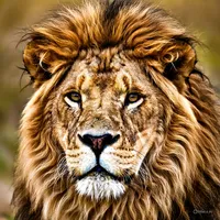 original sound - lokopta