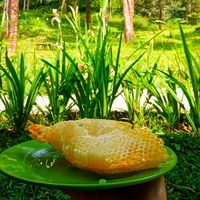 suara asli - berkah madu liar