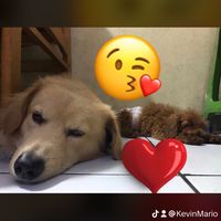 suara asli - KevinMario