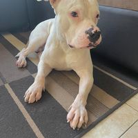 bobbygutierrezpolanco