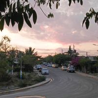 buses_tirando_plante