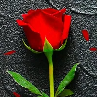 original sound - user5814167190059