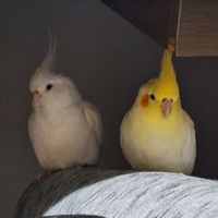 piquiritos_