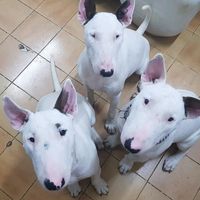 los_terrones_de_azucar