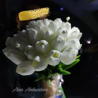 alaa_abdusalam