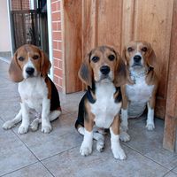 mia_thebeagles