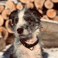 souldog.amyy