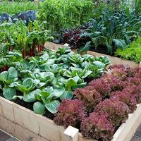 jean_plants