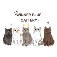 winner.blue.catte