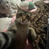 original sound - cigarettesaftersmut