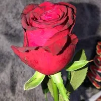 original sound - user9162494245695