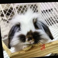 原聲 - Queenie👸🏻