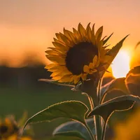 original sound - _missentimientos