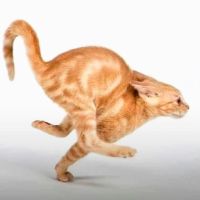 original sound - Jesse🕷️