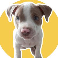 malfoydog