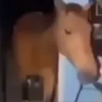 original sound - turndownforwhat_69