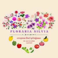 siliacergaflorirasad