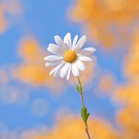เสียงต้นฉบับ - Daisy