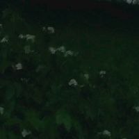 suara asli - Iraizra