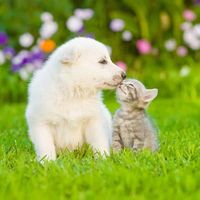 original sound - jibarone