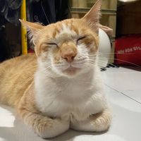 suara asli - Ooyen