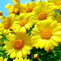 flowers_liana