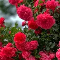 original sound - zina_711