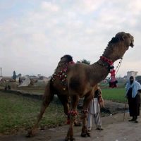 zahidabbaszaidi5566