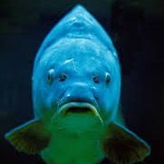 thebighugefish