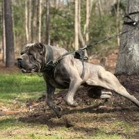 irongates_canecorso