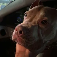 original sound - topscholar_