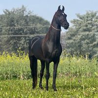 ghora_ghulam_e_ali