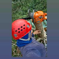 climbingtraesandpruning