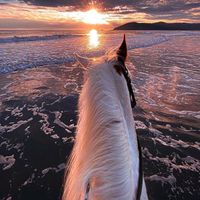 equine.editz28
