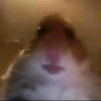 fiona._.gurke