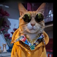 elmishi_cat_2